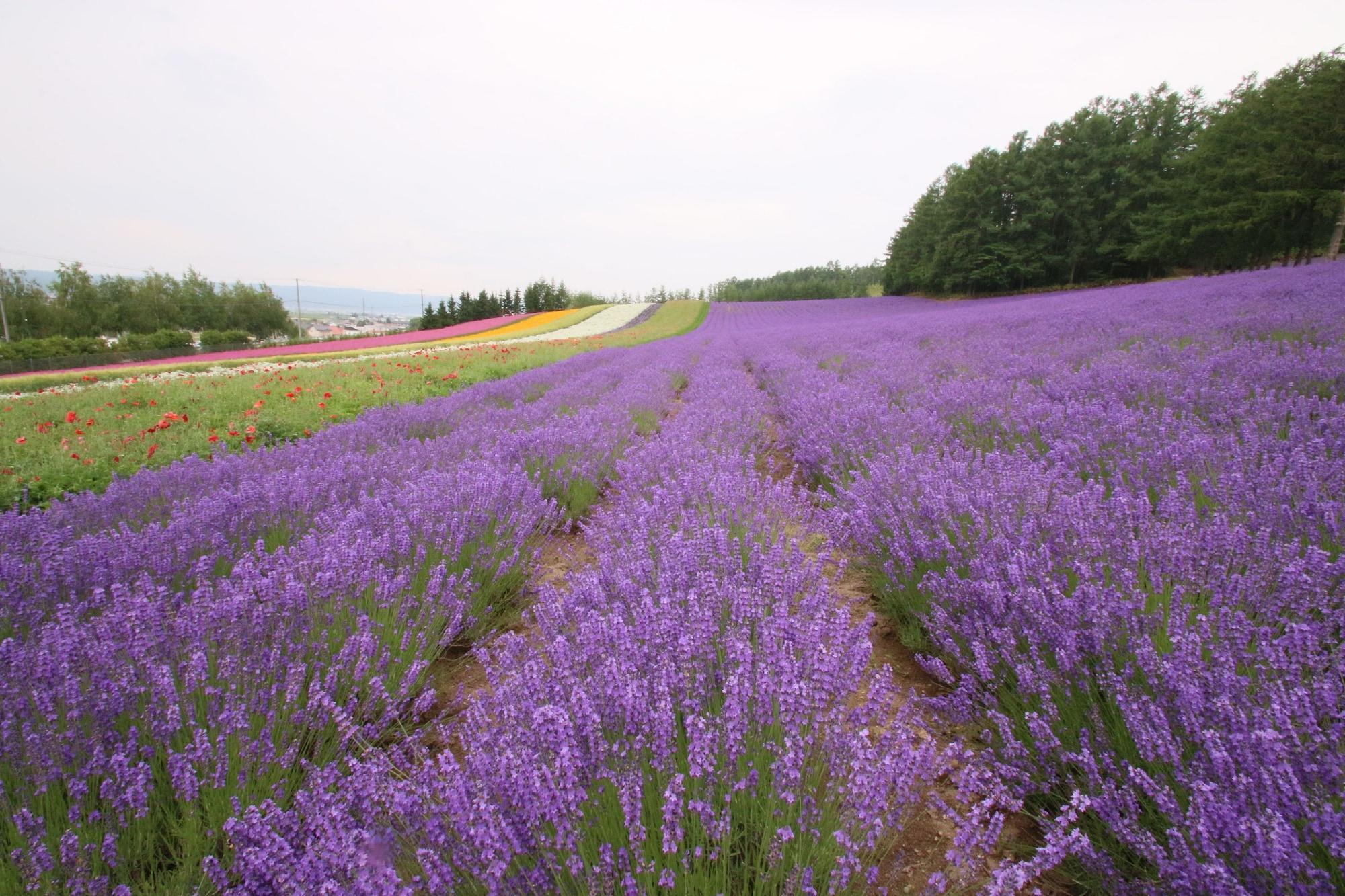 Furano Shiyuirin Hotel Kamifurano Eksteriør billede