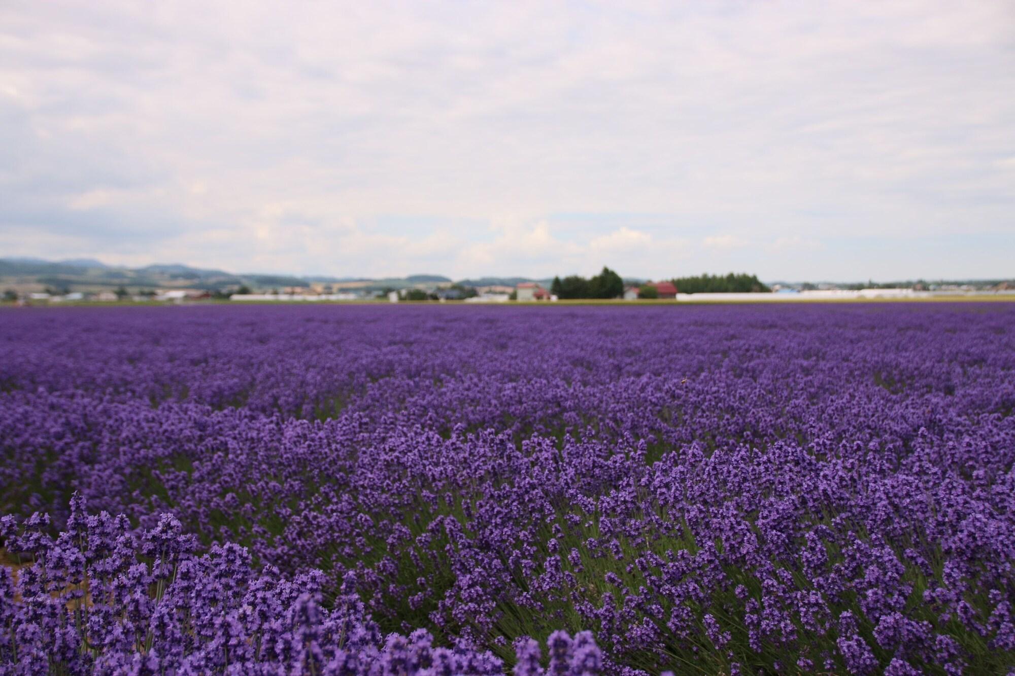 Furano Shiyuirin Hotel Kamifurano Eksteriør billede